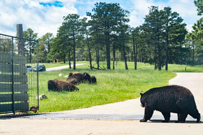 Bear and Buffalo roam freely at Bear Country USA